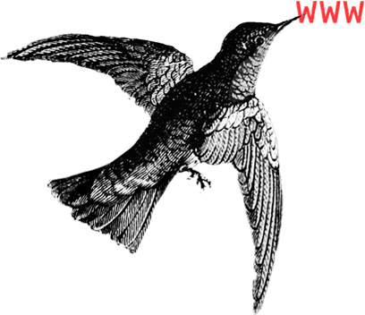 servicio-call-action-redisenos imagen de colibrí representando servico rediseños web