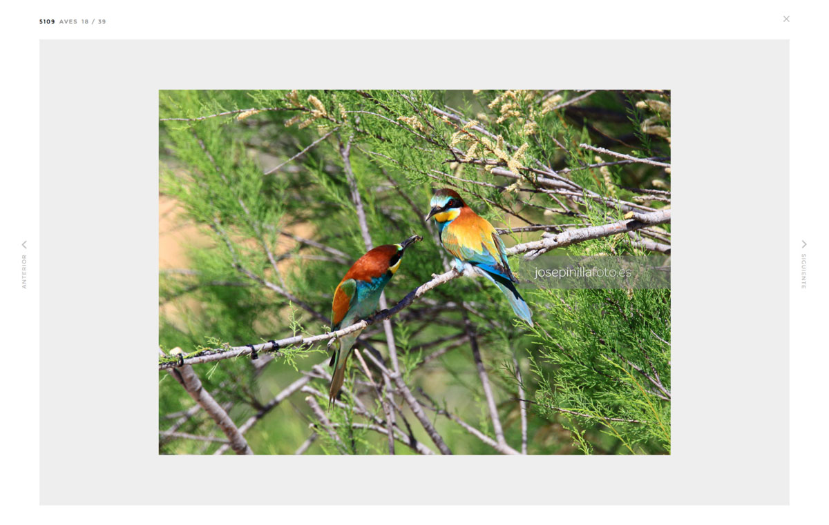 Pagina web para albumes fotograficos de paisaje y naturaleza diseño de visor de fotografías online