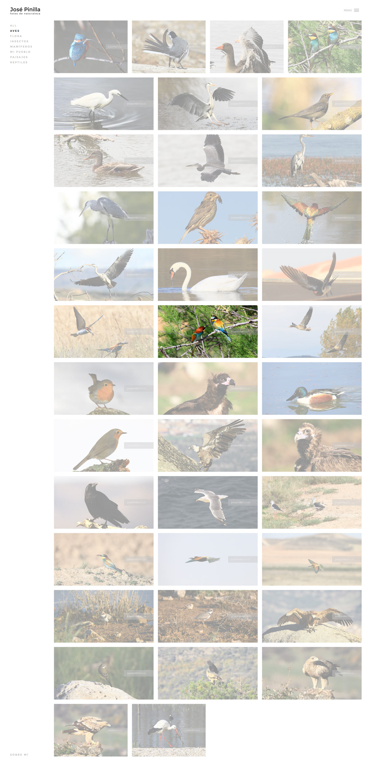 Pagina web para albumes fotograficos de paisaje y naturaleza diseño de portfolio online fotográfico